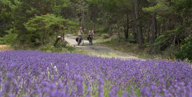 Vélo lavande luberon